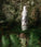 Mr. Bear Family baard shaper - Wilderness
