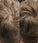 Beaver keratine haarvezels - Zwart (28 gr)