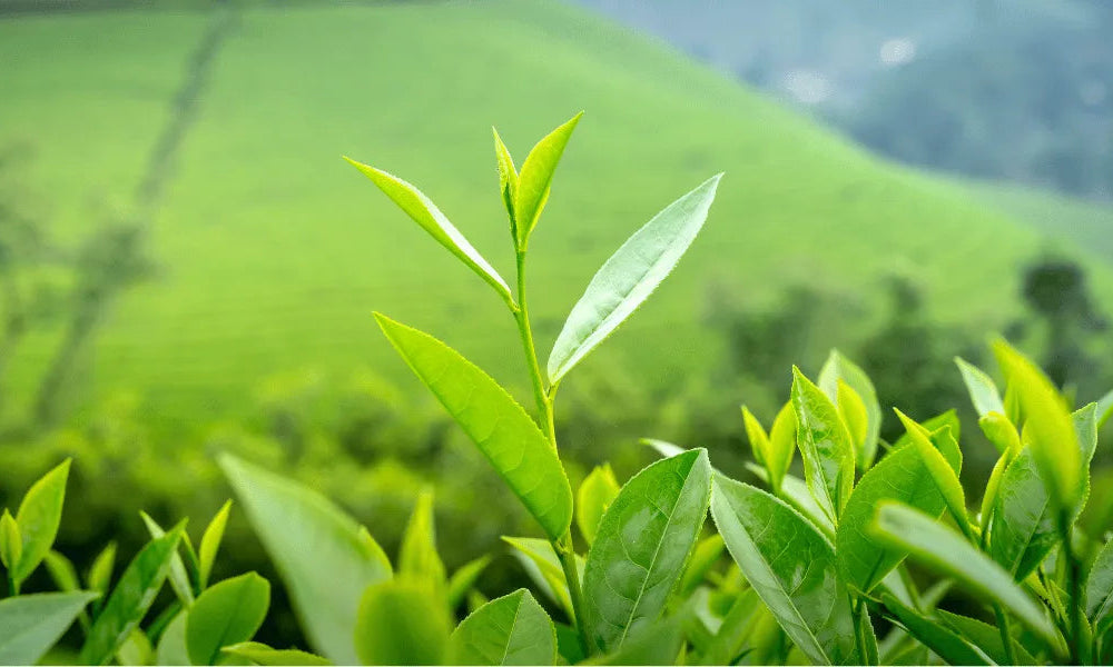 Groene thee: haaruitval op natuurlijke wijze bestrijden